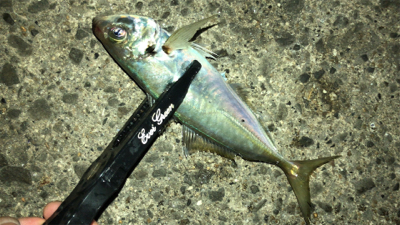 アジングナイト(渋い)