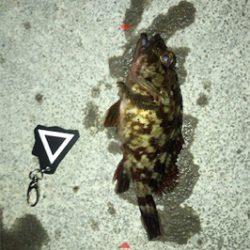 ガシラ、メバル