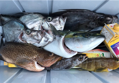 中深海と鯛ラバ