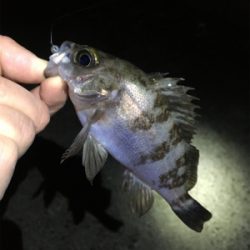 メバリング春爆の兆し