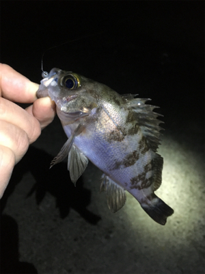 メバリング春爆の兆し