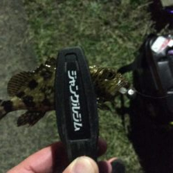 メバルを求めて