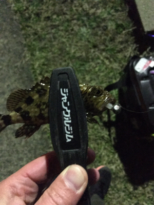 メバルを求めて