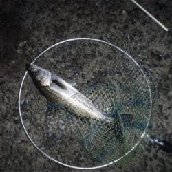 通しでメバリング