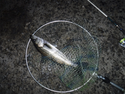 通しでメバリング