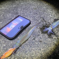 ヤリイカ終盤戦