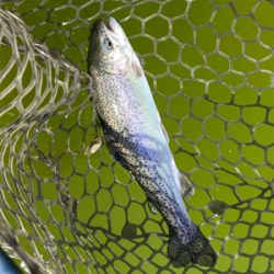 エリアトラウト