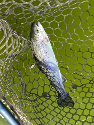 エリアトラウト