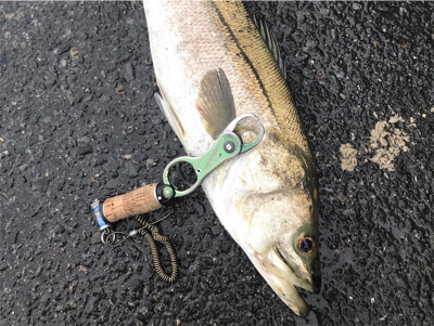 ランカーシーバス