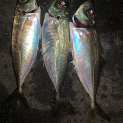 大潮はアジ・メバル渋い？