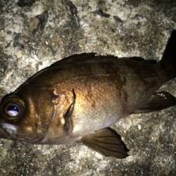 2021ライトゲーム第8戦