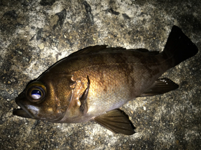 2021ライトゲーム第8戦