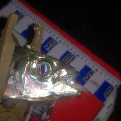 アジング練習 262 南港ジャンボ 尺アジ ABUリアルフィネス69 スローテーパーロッド