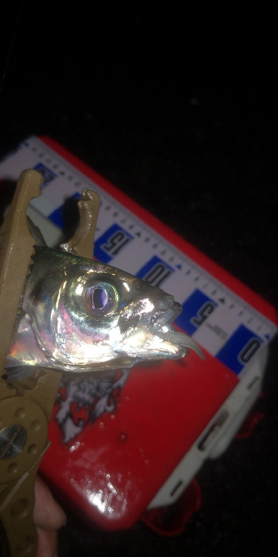 アジング練習 262 南港ジャンボ 尺アジ ABUリアルフィネス69 スローテーパーロッド