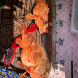 今シーズン、初ボート釣り