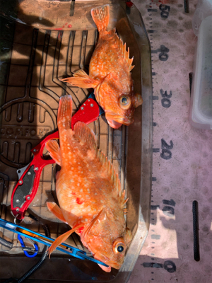 今シーズン、初ボート釣り