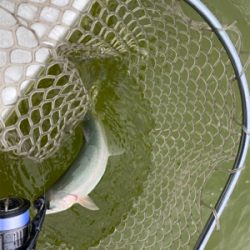 雨の服部緑地は釣りやすい。