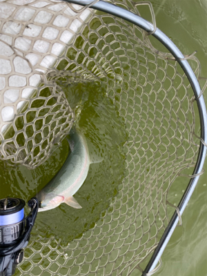 雨の服部緑地は釣りやすい。