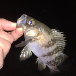 メバル好調です