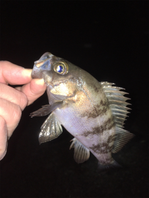 メバル好調です