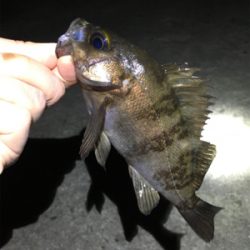 春爆メバリング