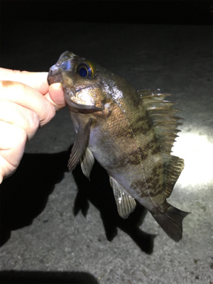 春爆メバリング