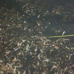 アジング練習 264