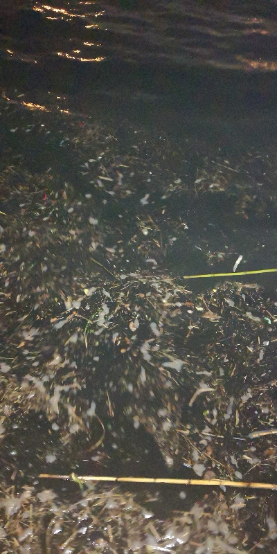 アジング練習 264