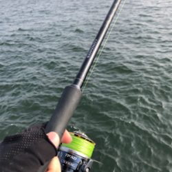 シーバス高活性