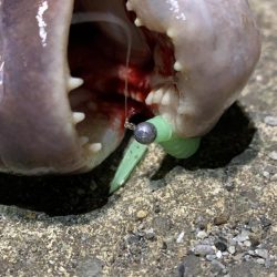 バケモノ釣れた