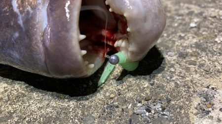 バケモノ釣れた