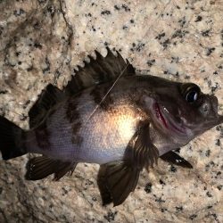 メバルプラッキング26