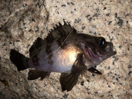 メバルプラッキング26