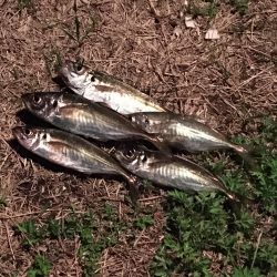 アジさんこんにちは♪