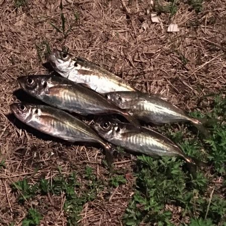 アジさんこんにちは♪