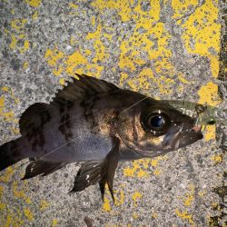 メバルプラッキング28