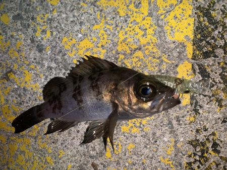 メバルプラッキング28