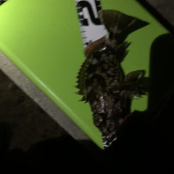 久しぶりの連続釣行