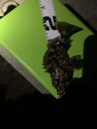 久しぶりの連続釣行