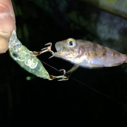 メバルプラッキング15