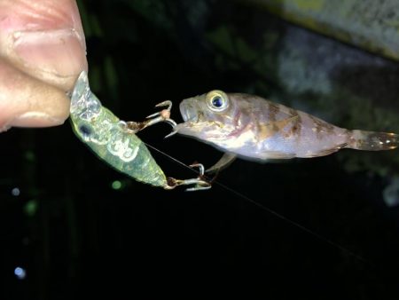 メバルプラッキング15