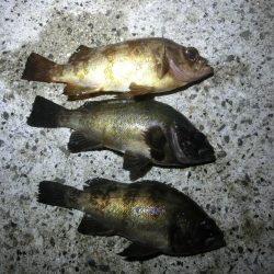 メバルは釣れてガシラが釣れない
