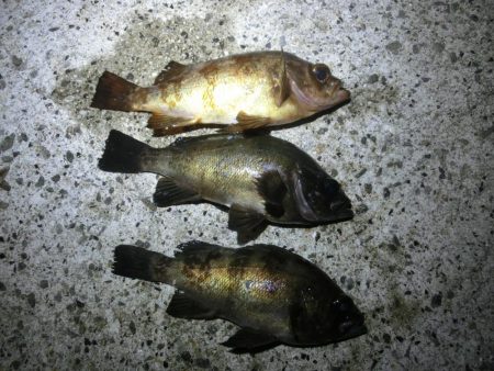 メバルは釣れてガシラが釣れない