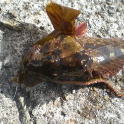 ゴールドのアイナメいたど