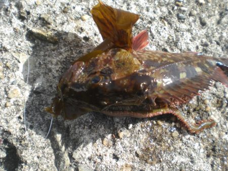 ゴールドのアイナメいたど