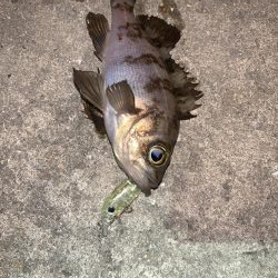 メバルプラッキング14