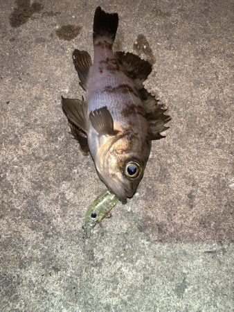 メバルプラッキング14