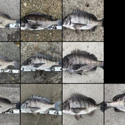 イチノ兄弟、釣果！