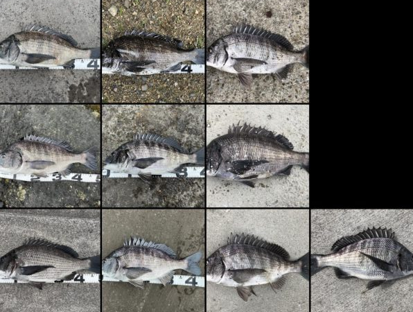 イチノ兄弟、釣果！