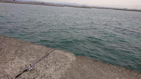 アイナメちゃんゲット